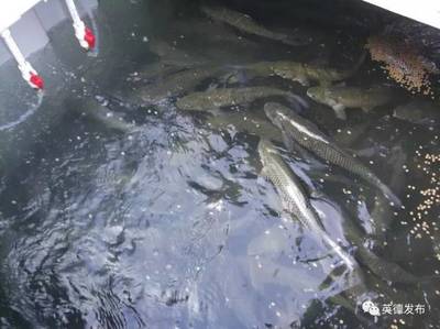 厲害了!英德有人用集裝箱養魚,1個箱抵過3畝傳統魚塘